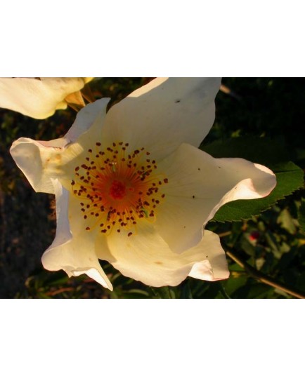 Rosa 'Golden Wings' - Rosaceae - Rosier