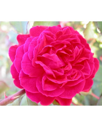 Rosa 'Grüss an Teplitz' - Rosaceae - Rosier