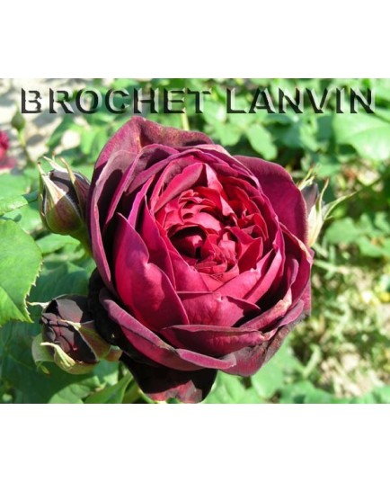 Rosa 'Grafin von Hardenberg' - Rosaceae - Rosier