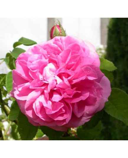 Rosa 'Gros chou de Hollande' - Rosaceae - Rosier