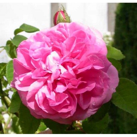 Rosa 'Gros chou de Hollande' - Rosaceae - Rosier