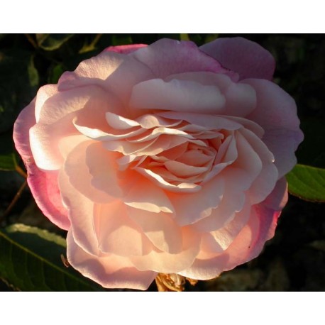 Rosa 'Gruss an Aachen' - Rosaceae - Rosier nain