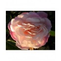 Rosa 'Gruss an Aachen' - Rosaceae - Rosier nain