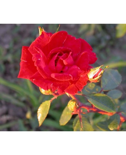 Rosa 'Guirlande Fleurie' - Rosaceae - Rosier