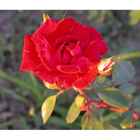 Rosa 'Guirlande Fleurie' - Rosaceae - Rosier