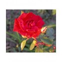 Rosa 'Guirlande Fleurie' - Rosaceae - Rosier