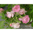 Rosa 'Guirlande rose' - Rosaceae - Rosier