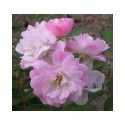 Rosa 'Guirlande rose' - Rosaceae - Rosier