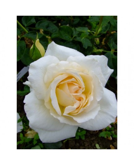 Rosa 'Hélène de Gerlache' - Rosaceae - Rosier