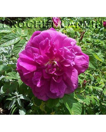 Rosa 'Hansa' - Rosaceae - Rosier