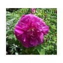 Rosa 'Hansa' - Rosaceae - Rosier