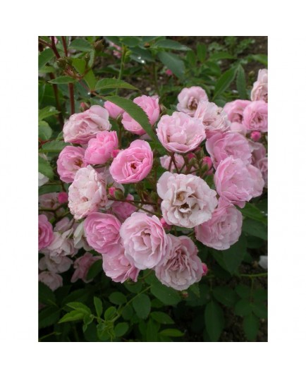 Rosa 'Heavenly Pink (R)' - Rosaceae - Rosier