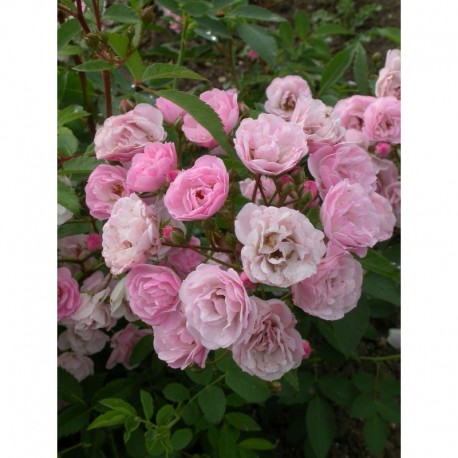 Rosa 'Heavenly Pink (R)' - Rosaceae - Rosier