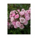 Rosa 'Heavenly Pink (R)' - Rosaceae - Rosier