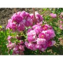 Rosa 'Hermann Schmidt' - Rosaceae - rosier