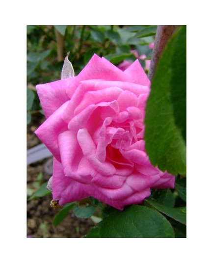 Rosa 'Hermosa' - Rosaceae - rosier