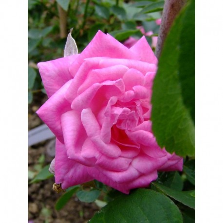 Rosa 'Hermosa' - Rosaceae - rosier