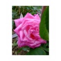 Rosa 'Hermosa' - Rosaceae - rosier