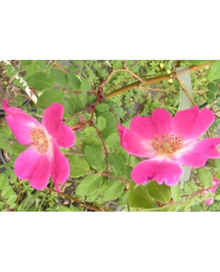 Rosa 'Higdownensis' - Rosaceae - Rosier botanique