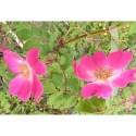Rosa 'Higdownensis' - Rosaceae - Rosier botanique