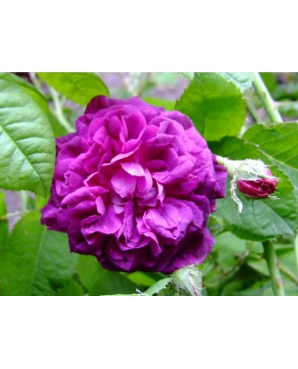 Rosa 'Hippolyte' - Rosaceae - Rosier