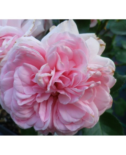 Rosa 'Home & Garden' - Rosaceae - Rosier