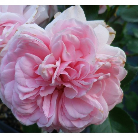 Rosa 'Home & Garden' - Rosaceae - Rosier