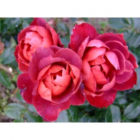 Rosa 'Hot Chocolat' - Rosaceae - Rosier