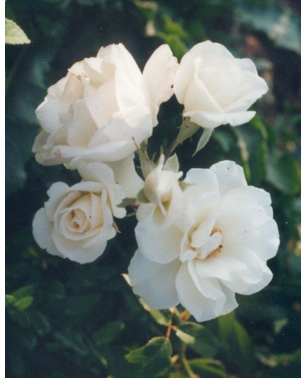 Rosa 'Iceberg' - Rosaceae - Rosier