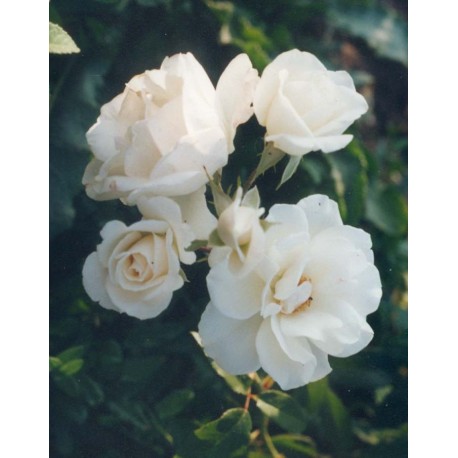 Rosa 'Iceberg' - Rosaceae - Rosier