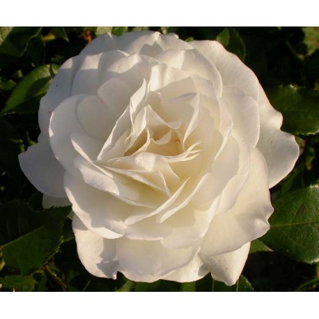 Rosa 'Iceberg clg' - Rosaceae - Rosier