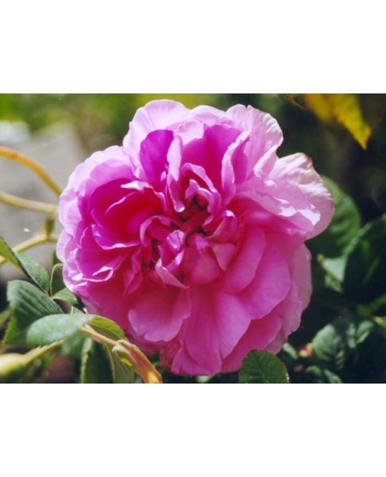 Rosa 'Impératrice Joséphine' - Rosaceae - Rosier