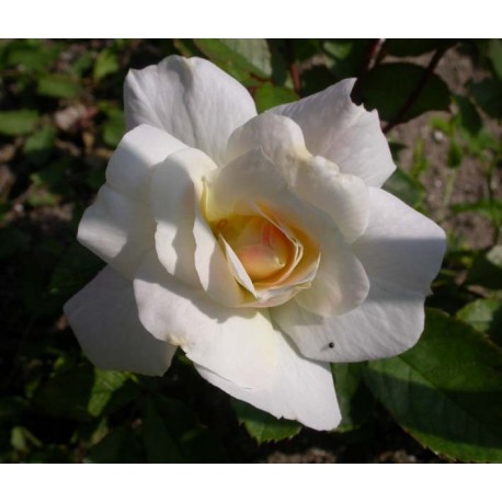 Rosa 'Irène de Danemak' - Rosaceae - Rosier