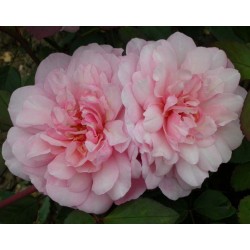 Rosa 'Irène Watts' - Rosaceae - Rosier nain