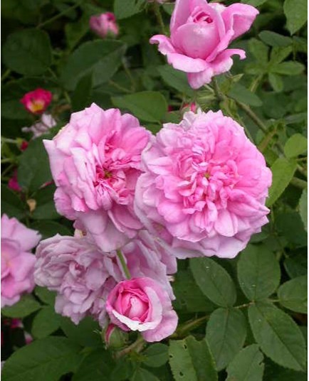 Rosa 'Ispahan' - Rosaceae - Rosier
