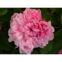 Rosa 'Jacques Cartier' - Rosaceae - Rosier