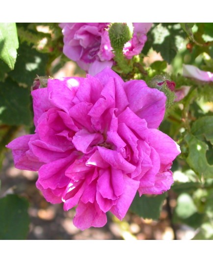 Rosa 'Japonica Muscosa' - Rosaceae - Rosier mousseux