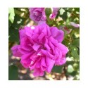 Rosa 'Japonica Muscosa' - Rosaceae - Rosier mousseux