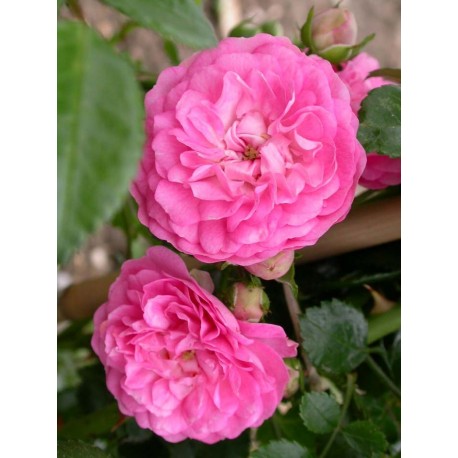 Rosa 'Jean Girin' - Rosaceae - Rosier