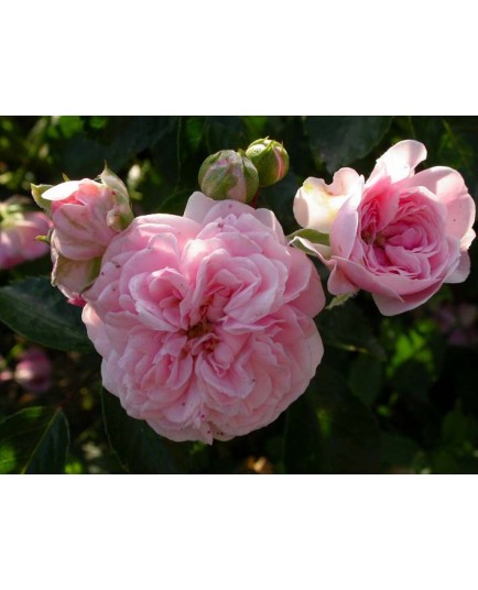 Rosa 'Jean Mermoz' - Rosaceae - Rosier nain