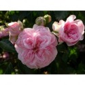Rosa 'Jean Mermoz' - Rosaceae - Rosier nain