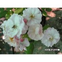 Rosa 'Jean Stephenne' - Rosaceae - rosier