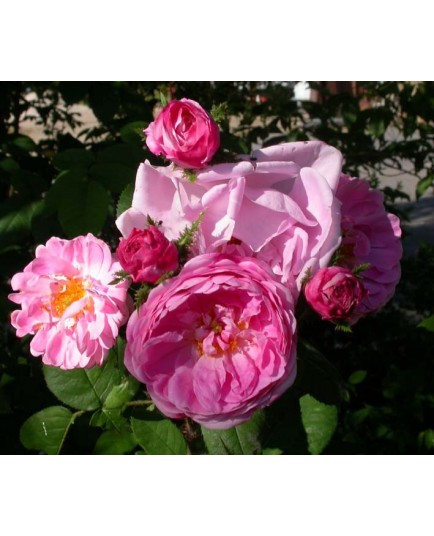 Rosa 'Jeanne de Montfort' - Rosaceae - Rosier