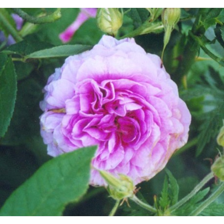 Rosa 'Jenny Duval' - Rosaceae - Rosier