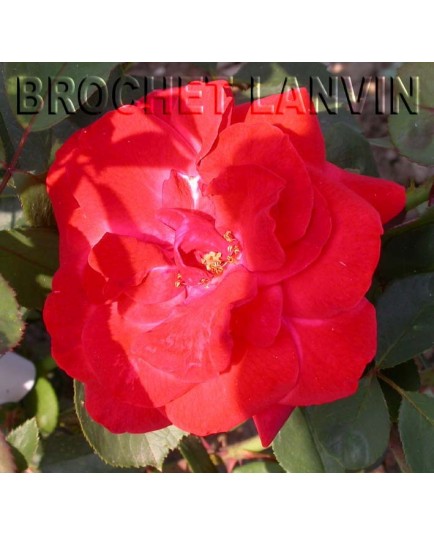 Rosa 'Jolie Princesse' - Rosaceae