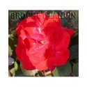 Rosa 'Jolie Princesse' - Rosaceae
