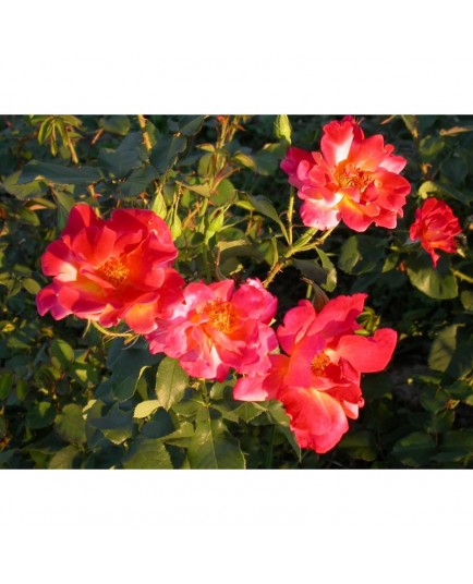 Rosa 'Joseph's Coat' - Rosaceae - Rosier
