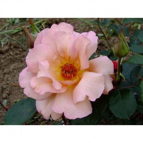 Rosa 'Julias Rose' - Rosaceae - Rosier