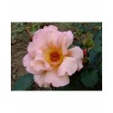 Rosa 'Julias Rose' - Rosaceae - Rosier