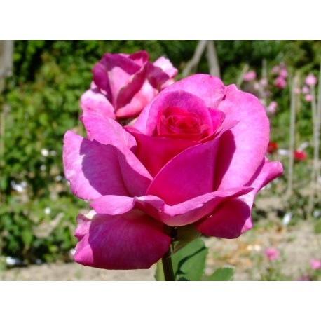Rosa 'Violette Parfumée' - Rosaceae - Rosier